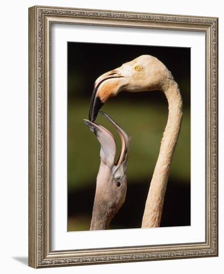 Rose coloured flamingo feeding fledgling-Herbert Kehrer-Framed Photographic Print