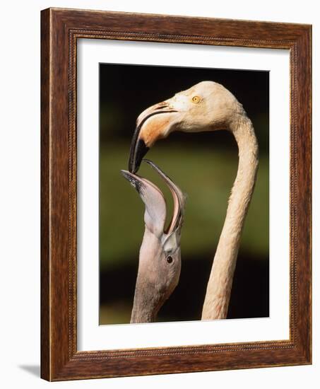 Rose coloured flamingo feeding fledgling-Herbert Kehrer-Framed Photographic Print