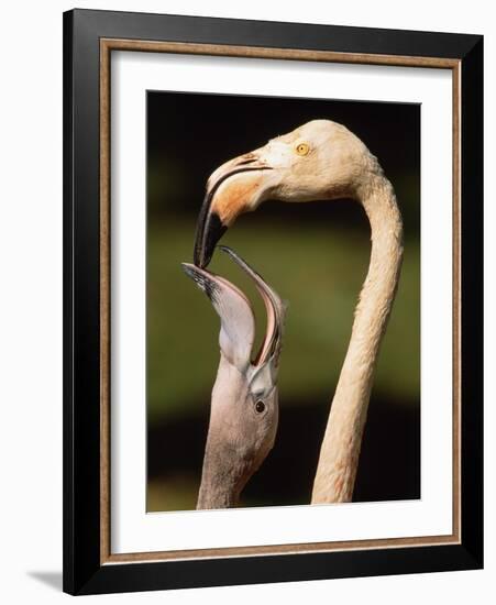 Rose coloured flamingo feeding fledgling-Herbert Kehrer-Framed Photographic Print