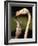 Rose coloured flamingo feeding fledgling-Herbert Kehrer-Framed Photographic Print