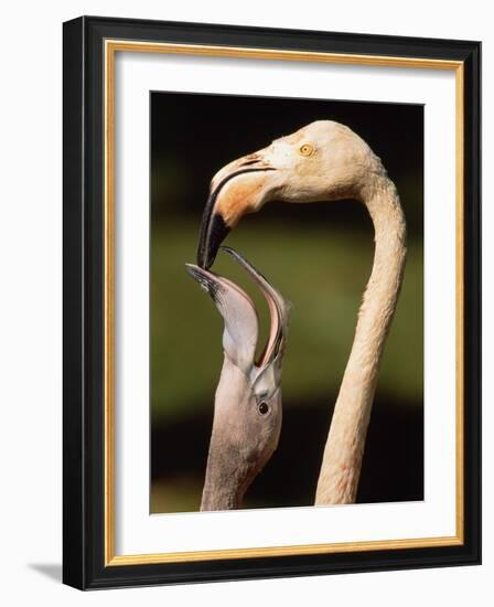 Rose coloured flamingo feeding fledgling-Herbert Kehrer-Framed Photographic Print