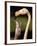 Rose coloured flamingo feeding fledgling-Herbert Kehrer-Framed Photographic Print