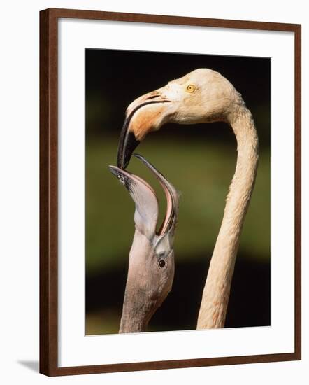 Rose coloured flamingo feeding fledgling-Herbert Kehrer-Framed Photographic Print