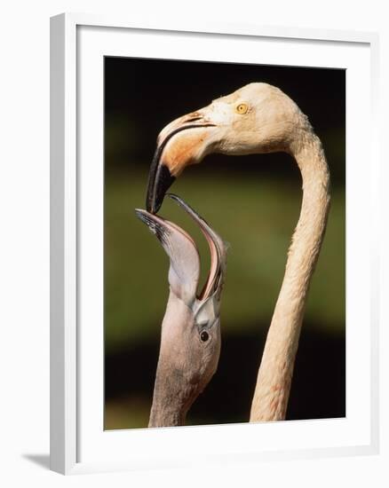 Rose coloured flamingo feeding fledgling-Herbert Kehrer-Framed Photographic Print