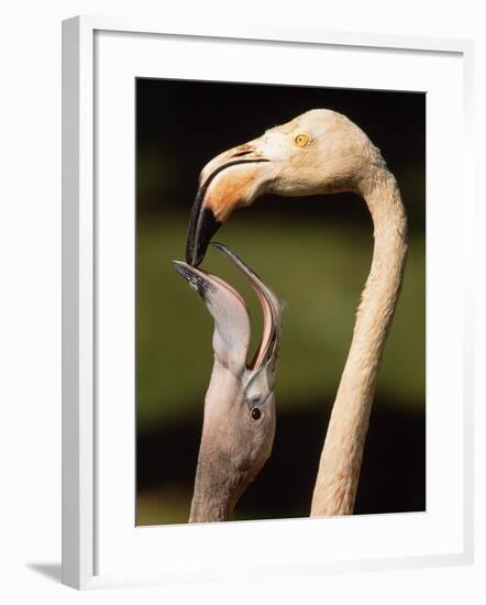 Rose coloured flamingo feeding fledgling-Herbert Kehrer-Framed Photographic Print