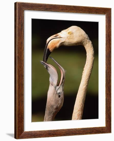 Rose coloured flamingo feeding fledgling-Herbert Kehrer-Framed Photographic Print