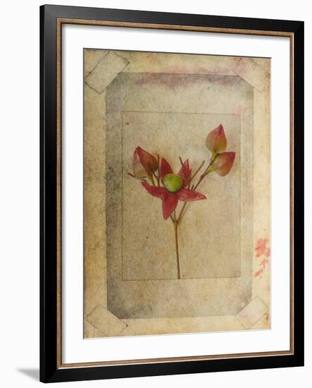 Rose Copie-Nathalie Diacci-Framed Photographic Print