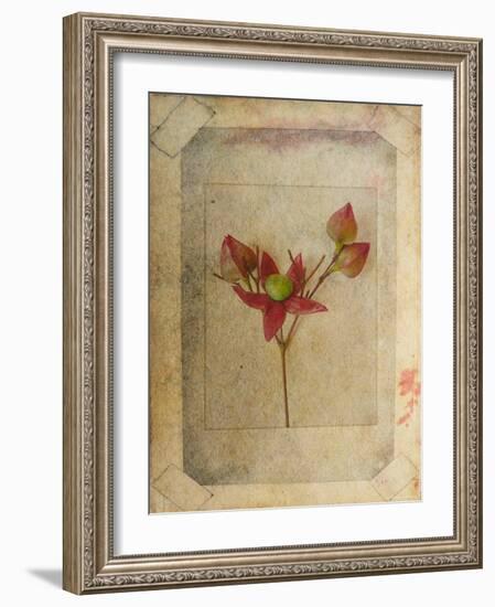 Rose Copie-Nathalie Diacci-Framed Photographic Print