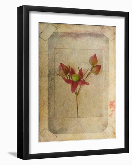 Rose Copie-Nathalie Diacci-Framed Photographic Print