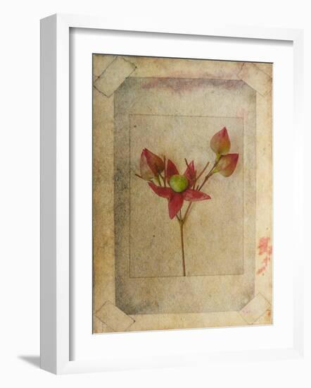 Rose Copie-Nathalie Diacci-Framed Photographic Print