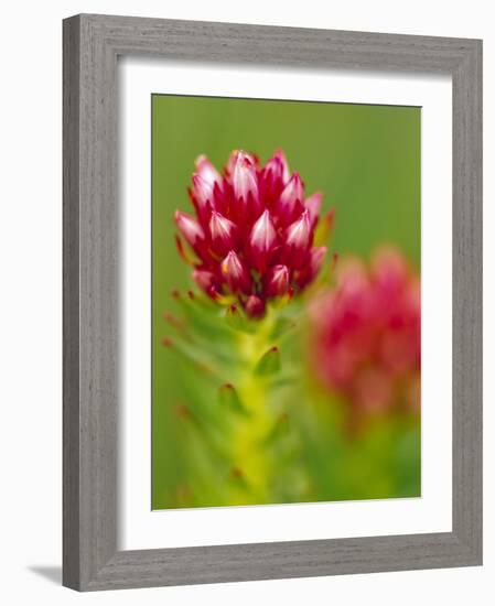 Rose Crown Flower near Independence Pass, Colorado, USA-Julie Eggers-Framed Photographic Print