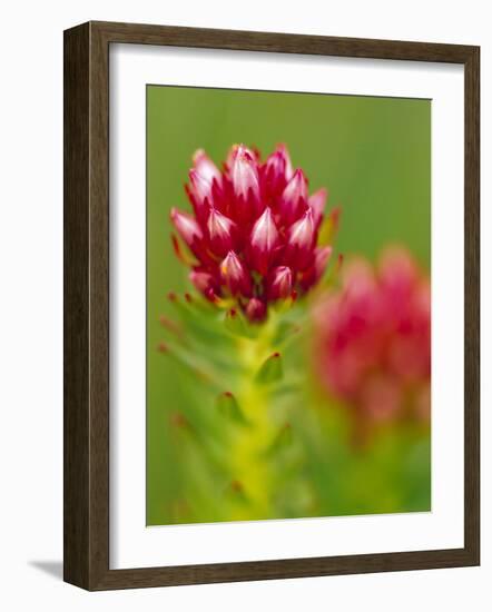 Rose Crown Flower near Independence Pass, Colorado, USA-Julie Eggers-Framed Photographic Print