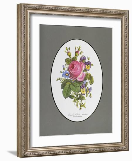 Rose Cumberland, Pansies and Cineraria-Pierre Joseph Redouté-Framed Giclee Print