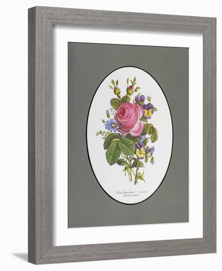 Rose Cumberland, Pansies and Cineraria-Pierre Joseph Redouté-Framed Giclee Print