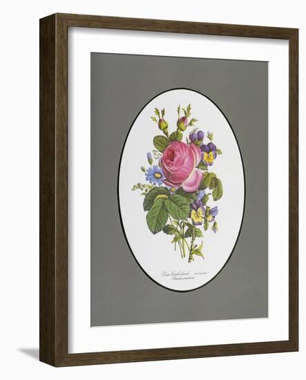 Rose Cumberland, Pansies and Cineraria-Pierre Joseph Redouté-Framed Giclee Print