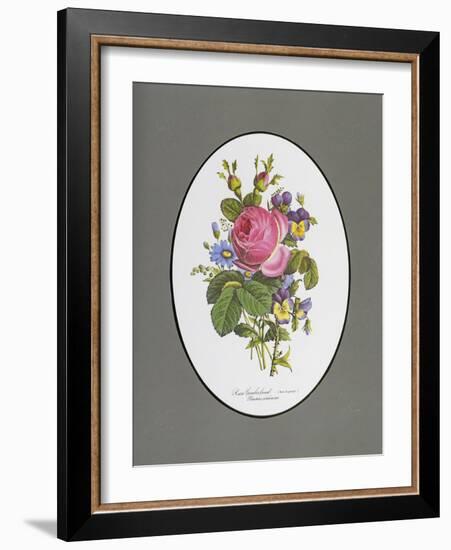 Rose Cumberland, Pansies and Cineraria-Pierre Joseph Redouté-Framed Giclee Print