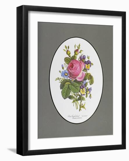 Rose Cumberland, Pansies and Cineraria-Pierre Joseph Redouté-Framed Giclee Print