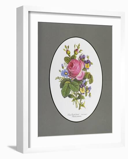 Rose Cumberland, Pansies and Cineraria-Pierre Joseph Redouté-Framed Giclee Print