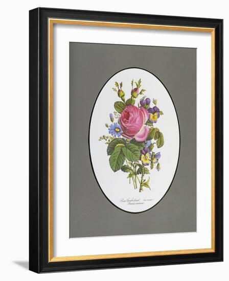 Rose Cumberland, Pansies and Cineraria-Pierre Joseph Redouté-Framed Giclee Print