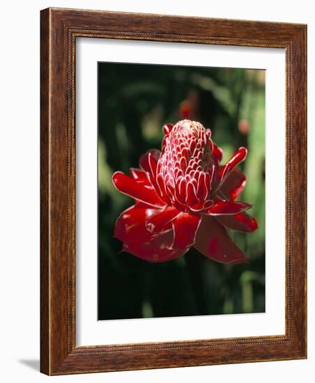 Rose De Porcelaine, Commune De Sainte Marie, Island of Martinique, French Lesser Antilles-Bruno Barbier-Framed Photographic Print