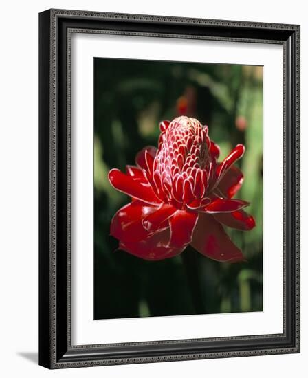 Rose De Porcelaine, Commune De Sainte Marie, Island of Martinique, French Lesser Antilles-Bruno Barbier-Framed Photographic Print