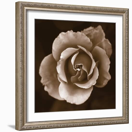 Rose - Duotone-Katano Nicole-Framed Photo