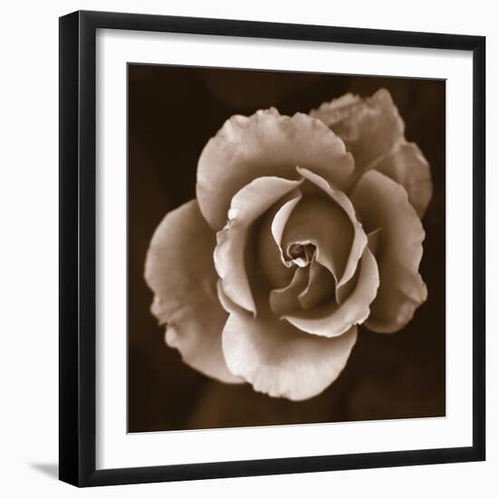 Rose - Duotone-Katano Nicole-Framed Photo