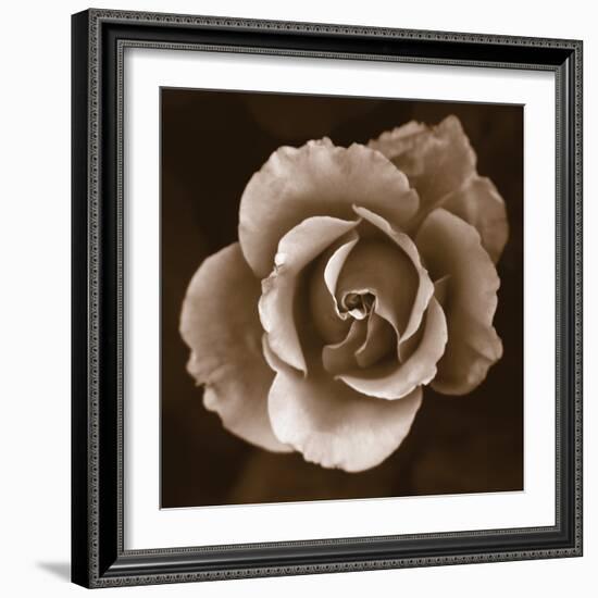 Rose - Duotone-Katano Nicole-Framed Photo