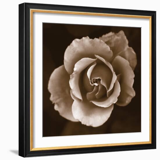 Rose - Duotone-Katano Nicole-Framed Photo