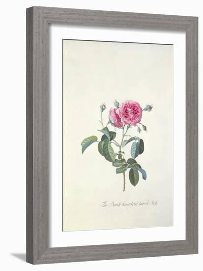 Rose: Dutch Hundred-Leaved Rose-Georg Dionysius Ehret-Framed Giclee Print