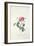 Rose: Dutch Hundred-Leaved Rose-Georg Dionysius Ehret-Framed Giclee Print