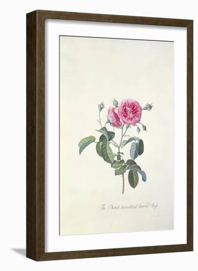 Rose: Dutch Hundred-Leaved Rose-Georg Dionysius Ehret-Framed Giclee Print