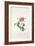 Rose: Dutch Hundred-Leaved Rose-Georg Dionysius Ehret-Framed Giclee Print