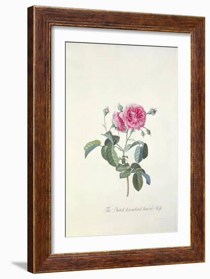 Rose: Dutch Hundred-Leaved Rose-Georg Dionysius Ehret-Framed Giclee Print