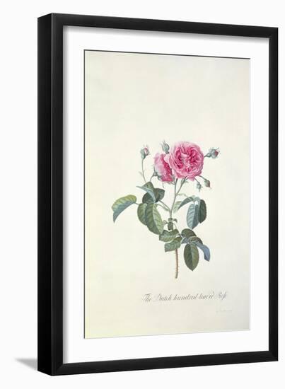 Rose: Dutch Hundred-Leaved Rose-Georg Dionysius Ehret-Framed Giclee Print