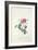 Rose: Dutch Hundred-Leaved Rose-Georg Dionysius Ehret-Framed Giclee Print