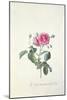 Rose: Dutch Hundred-Leaved Rose-Georg Dionysius Ehret-Mounted Giclee Print