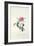 Rose: Dutch Hundred-Leaved Rose-Georg Dionysius Ehret-Framed Giclee Print