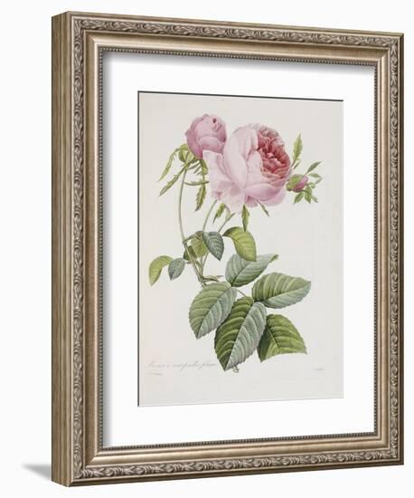 Rose, Engraved by Eustache Hyacinthe Langlois-Pierre-Joseph Redouté-Framed Giclee Print