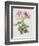 Rose, Engraved by Eustache Hyacinthe Langlois-Pierre-Joseph Redouté-Framed Giclee Print