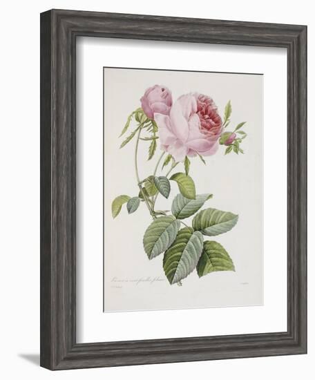 Rose, Engraved by Eustache Hyacinthe Langlois-Pierre-Joseph Redouté-Framed Giclee Print