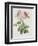 Rose, Engraved by Eustache Hyacinthe Langlois-Pierre-Joseph Redouté-Framed Giclee Print