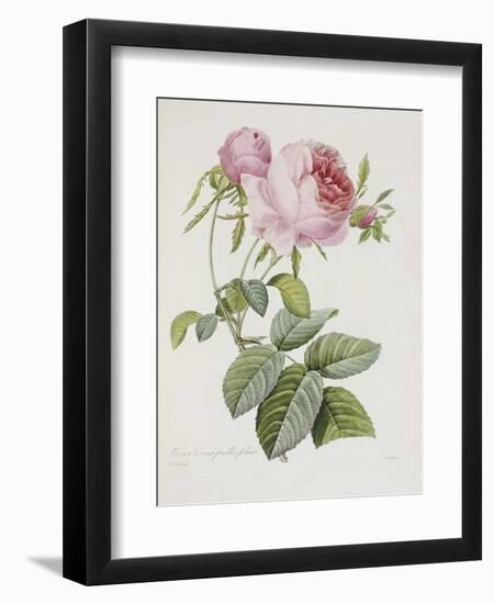 Rose, Engraved by Eustache Hyacinthe Langlois-Pierre-Joseph Redouté-Framed Giclee Print