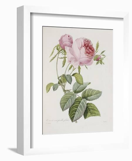 Rose, Engraved by Eustache Hyacinthe Langlois-Pierre-Joseph Redouté-Framed Giclee Print