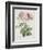 Rose, Engraved by Eustache Hyacinthe Langlois-Pierre-Joseph Redouté-Framed Giclee Print