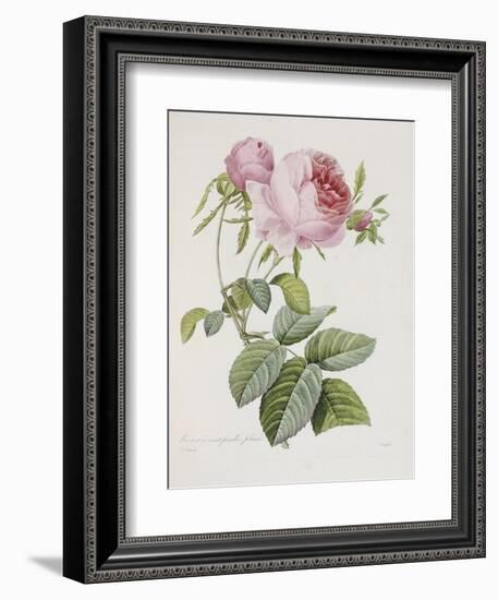 Rose, Engraved by Eustache Hyacinthe Langlois-Pierre-Joseph Redouté-Framed Giclee Print