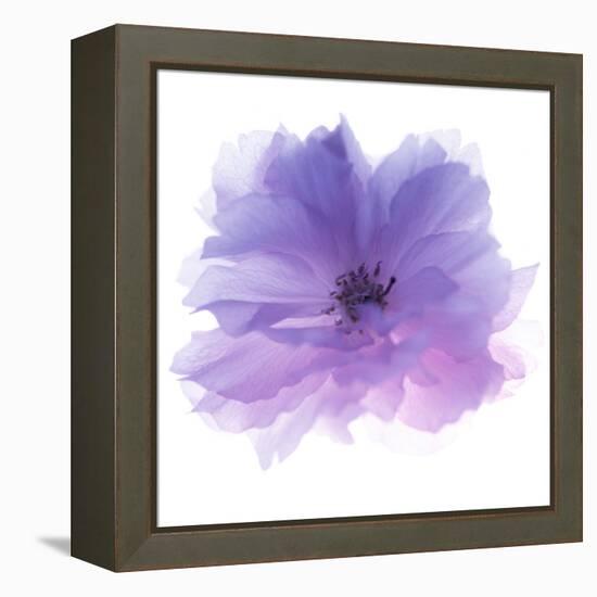 Rose Flower (Rosa Sp.)-Cristina-Framed Premier Image Canvas