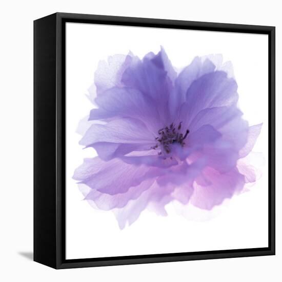 Rose Flower (Rosa Sp.)-Cristina-Framed Premier Image Canvas