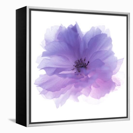 Rose Flower (Rosa Sp.)-Cristina-Framed Premier Image Canvas