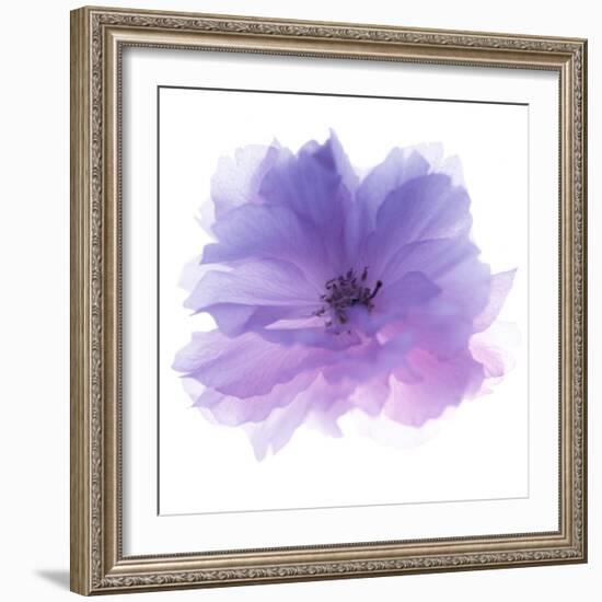 Rose Flower (Rosa Sp.)-Cristina-Framed Premium Photographic Print